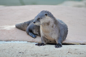 An Otter On The Rocks At The Local Zoo