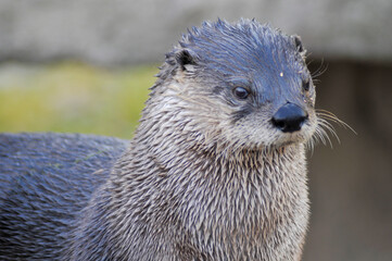 An Otter On The Rocks At The Local Zoo