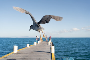 La garceta está volando sobre el muelle de pescadores de la playa de Canasvieiras Florianópolis Brasil. 
