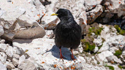 Alpine chough in the mountains