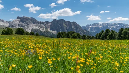 Fotobehang Alpen Colorful plants in the Geislerspitzen mountains (Gruppo delle Odle) in the Dolomites (Italian Alps) near Seceda mountain peak