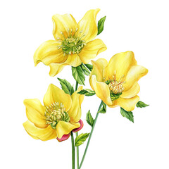 Hellebore isolated white background. Hand drawn bouquet yellow flower, watercolor illustration for invitation, design