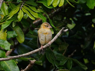 Cute yellow bird perching in natural environment in Mauritius 