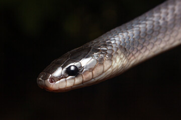 close up of a snake