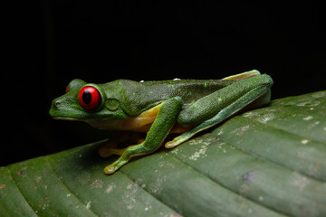 green frog