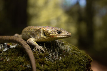 lizard on a tree