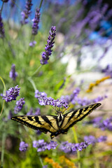 butterfly on lavender