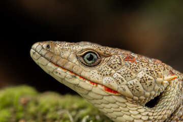 dragon lizard