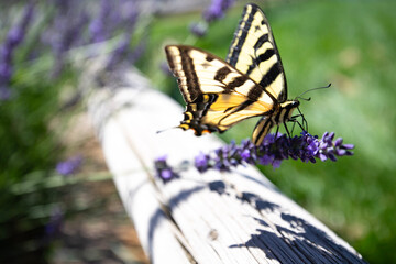 butterfly on a flower