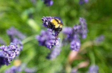 butterfly on flower