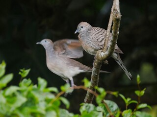 Dove perching on tree while another one flies away in background 