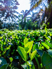 tea garden