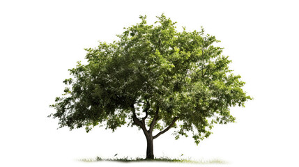 Big tree with green leaves and white background
