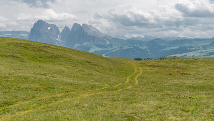 At the Seiser Alm / Alpe di Siusi in front of the Langkofel / Sassolungo mountain in the Dolomites (Italian Alps)