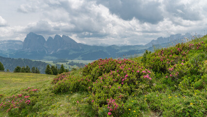 At the Seiser Alm / Alpe di Siusi in front of the Langkofel / Sassolungo mountain in the Dolomites (Italian Alps)