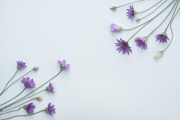 Xeranthemum annuum is a flowering plant species also known as annual everlasting or immortelle. Composition of purple flowers on white background. The concept of summer, spring, holiday. Top view. - obrazy, fototapety, plakaty