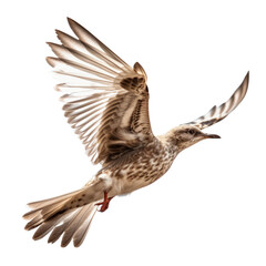 bird of prey isolated on transparent background cutout