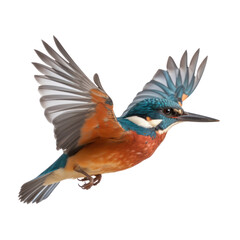 Obraz na płótnie Canvas blue billed kingfisher isolated on transparent background cutout