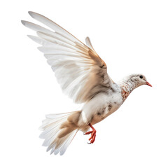 dove of peace isolated on transparent background cutout