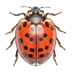 ladybug isolated on transparent background cutout