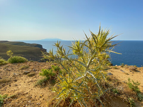 Picnomon acarna - Xanthium spinosum, growing in the mountains of the Aegean Sea. The Greek island Samothrace and the magnificent Aegean Sea in the background. Gokceada, Canakkale, Turkey
