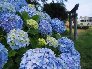 紫陽花の群生を横目に走る小湊鐵道の列車