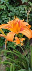 Obraz premium orange tiger lily