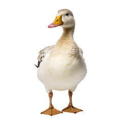 duck isolated on transparent background cutout