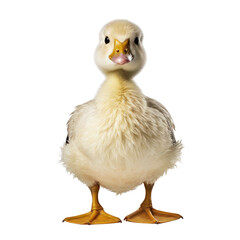 duck isolated on transparent background cutout