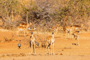 Beautiful young Impalas in Victoria Falls National Park, Zimbabwe