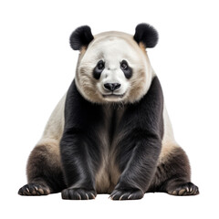 Fototapeta premium giant panda isolated on transparent background cutout
