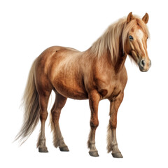 horse isolated on transparent background cutout