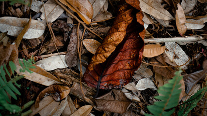 autumn leaves in the forest