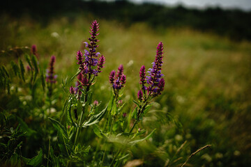 flowers in the garden