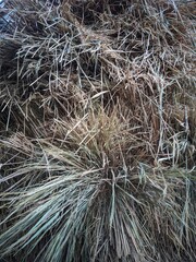 close up of a grass