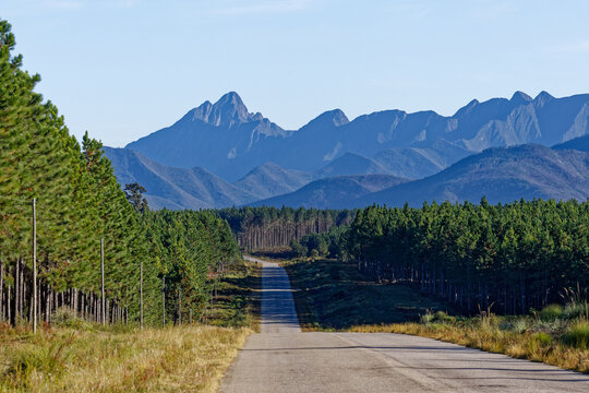 Kiefernwald