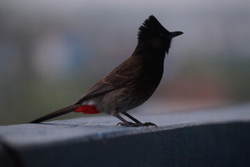bird on a fence