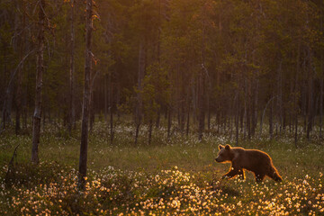 Brown Bear - Ursus arctos large popular mammal in iconic nordic European forest, Finland, Europe.