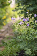 Photo of a flowering bush of wild geranium.