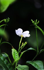 small tiny white flower in a garden with green leaves, macro photography of small white flower, background or wallpaper image of spring with fresh white flower, single white jasmine