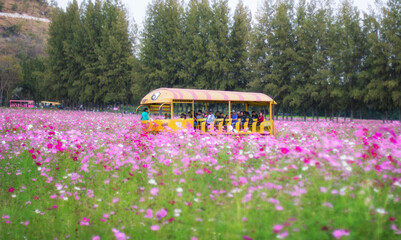 A shuttle bus for the beautiful Cosmos field tour  
 at Jim Thompson farm on  December 31, 2014 in Nakhonratchasima Thailand.
