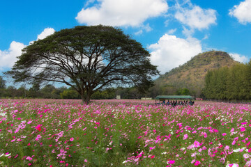 A shuttle bus for the beautiful Cosmos field tour  
 at Jim Thompson farm on  December 31, 2014 in...