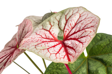 White foliage with red speckles fancy leaf Caladium. Vector illustration design.