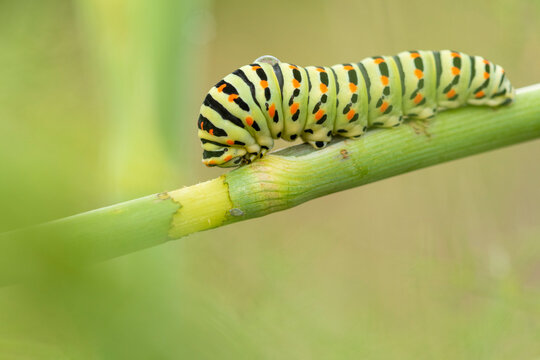 Papilio machaon caterpillar crawling on green plant in park