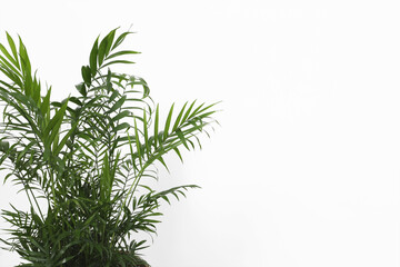 Beautiful chamaedorea palm near white wall, closeup and space for text. Exotic houseplant