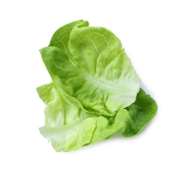 Fresh green butter lettuce leaves isolated on white