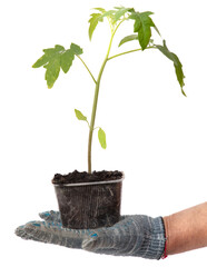 Tomato seedling in a pot in hand isolated on white background