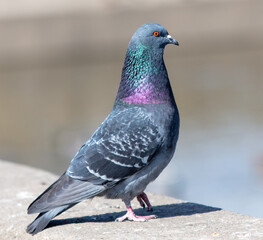 Pigeon walking on the ground in the city, close up