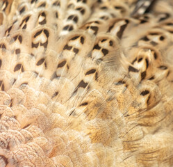 Eagle owl feathers as an abstract background. Texture