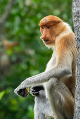 Proboscis Monkey in the Rainforest Jungle of Borneo